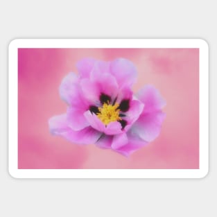 Pink Peony Flower Sticker